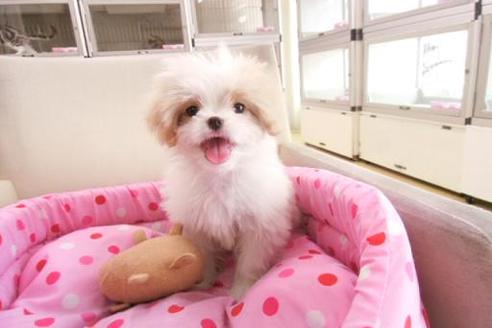 成約済の大阪府のミックス犬-1043の1枚目
